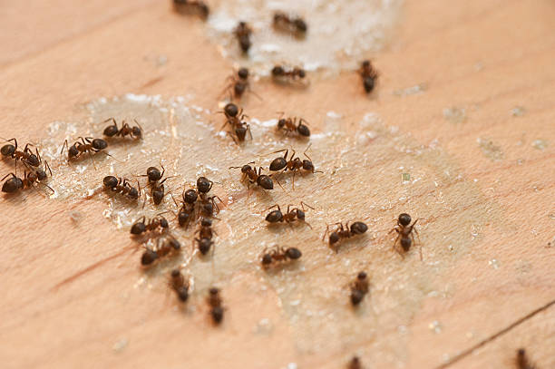 Best Exterminator Services  in Harrisburg, IL