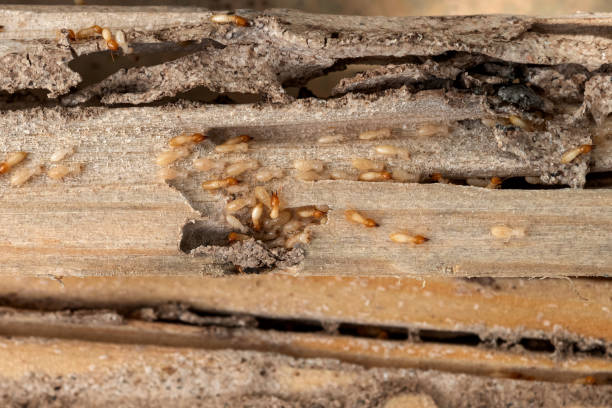Best Emergency Pest Control  in Harrisburg, IL